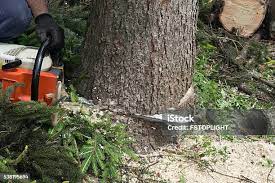 Best Tree Cabling and Bracing  in Collins, MS