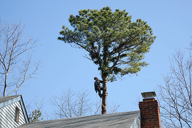 How Our Tree Care Process Works  in  Collins, MS