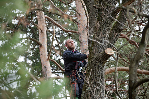 Best Tree Preservation Services  in Collins, MS